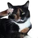 sticker (4).webp