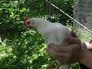 video_1@27-02-2019_21-17-31.mp4
